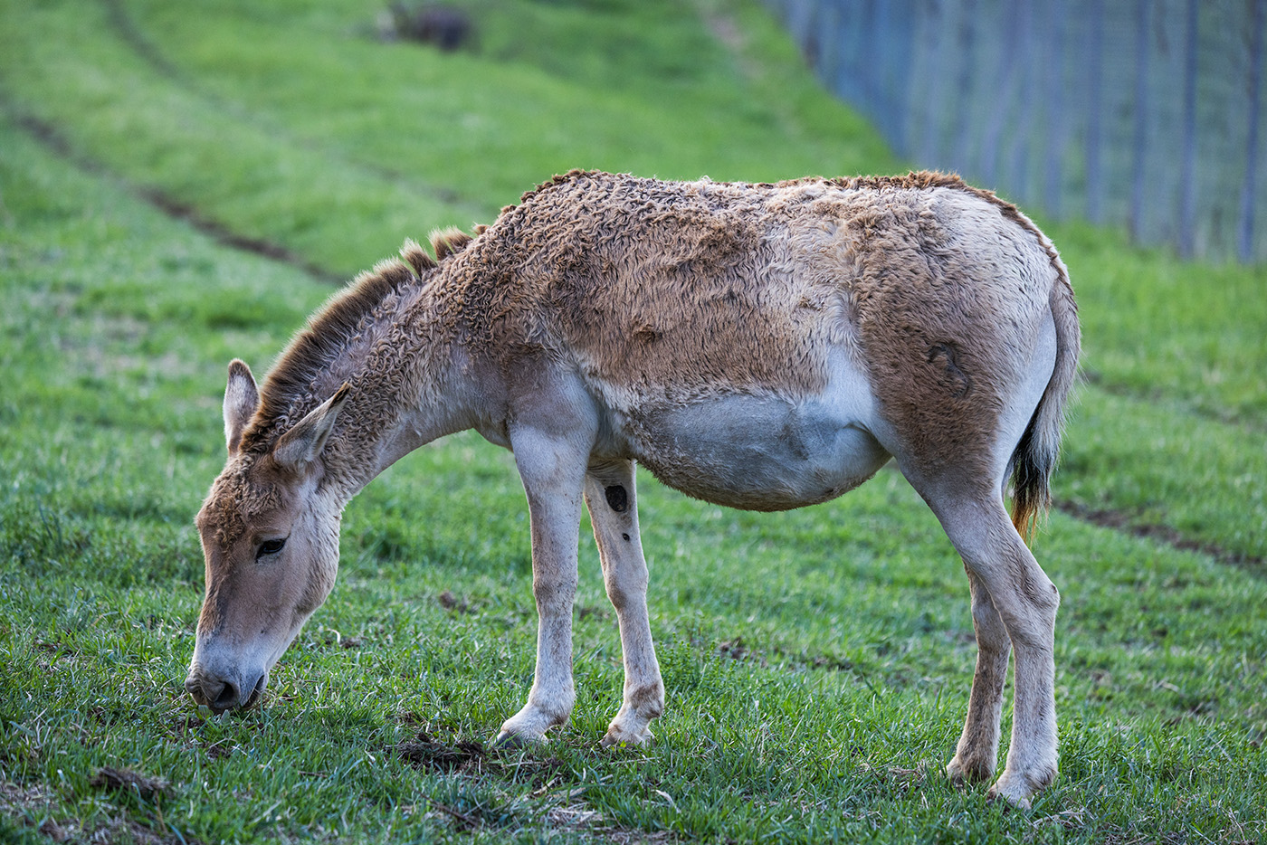 Pregnant onager with a full belly grazes in a green field.