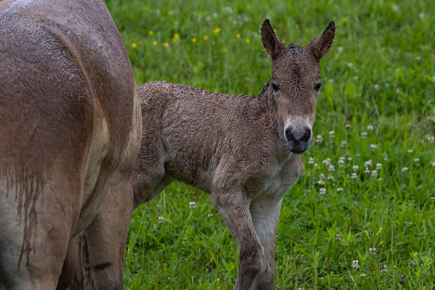 A baby horse pokes its head out from behind its mother.