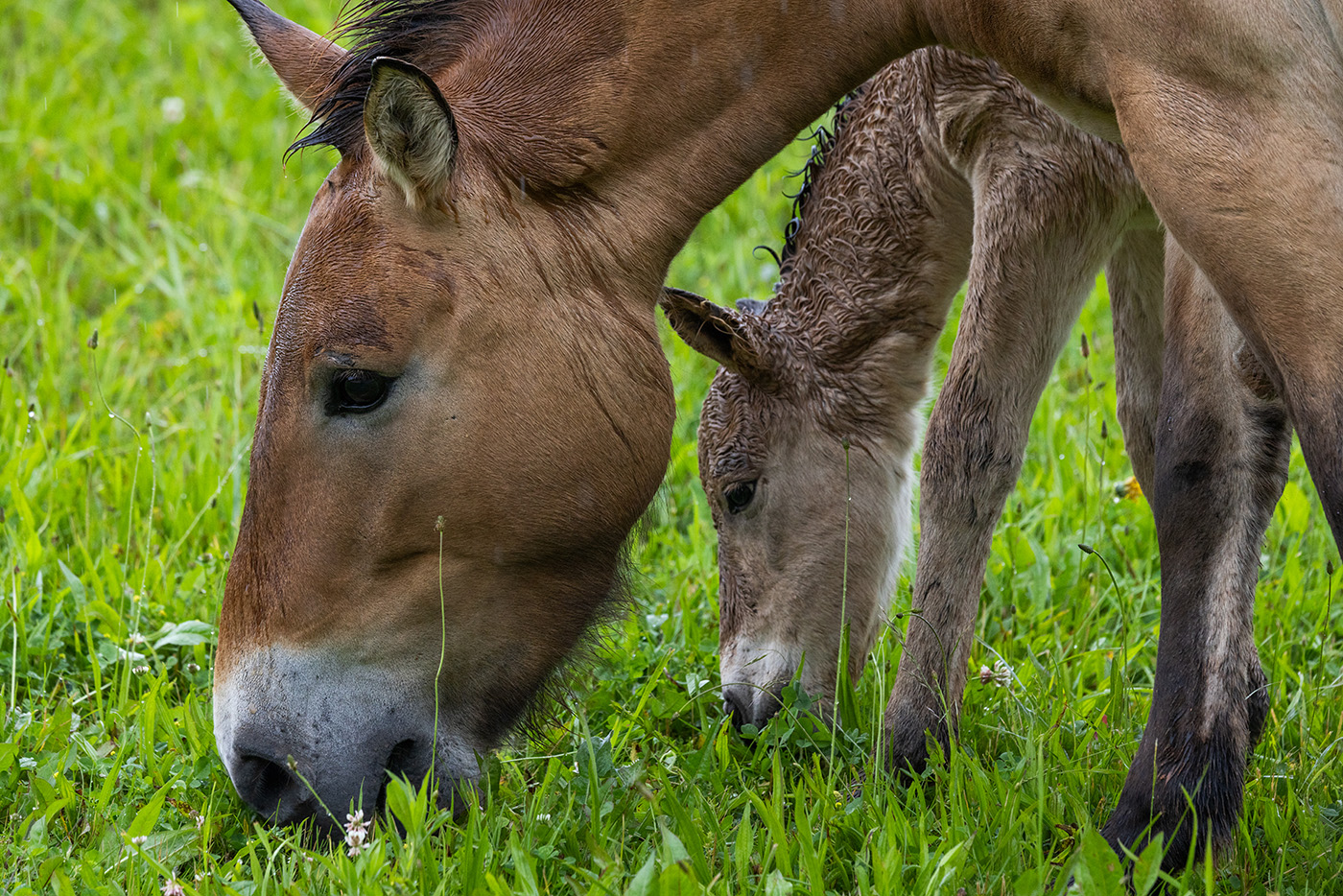 Mother and baby horse nibble on grass together.