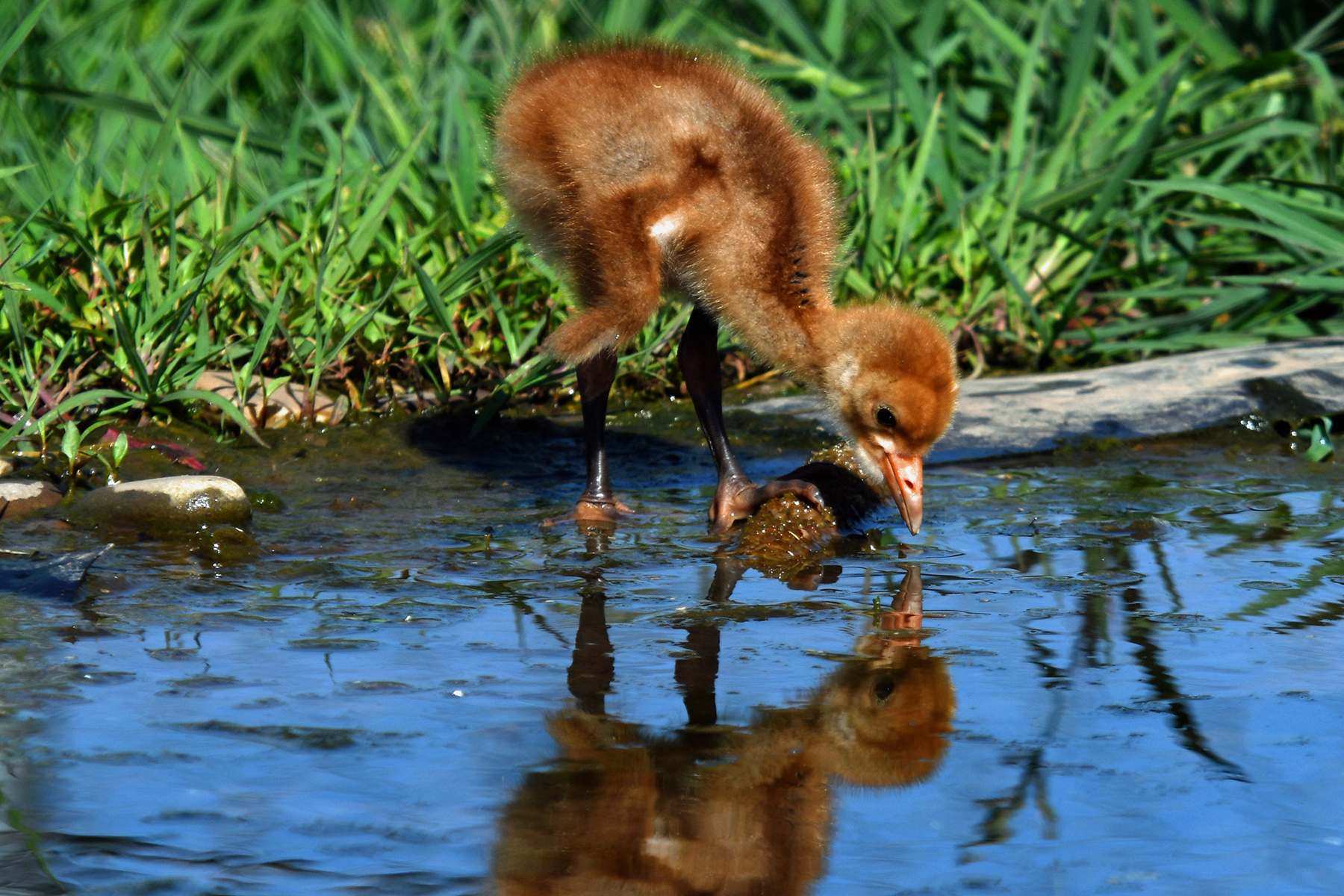 A whooping crane chick wades in a shallow pool and examines its reflection in the water. Credit: Chris Crowe/Smithsonian A whooping crane chick wades in a shallow pool and examines its reflection in the water. Credit: Chris Crowe/Smithsonian