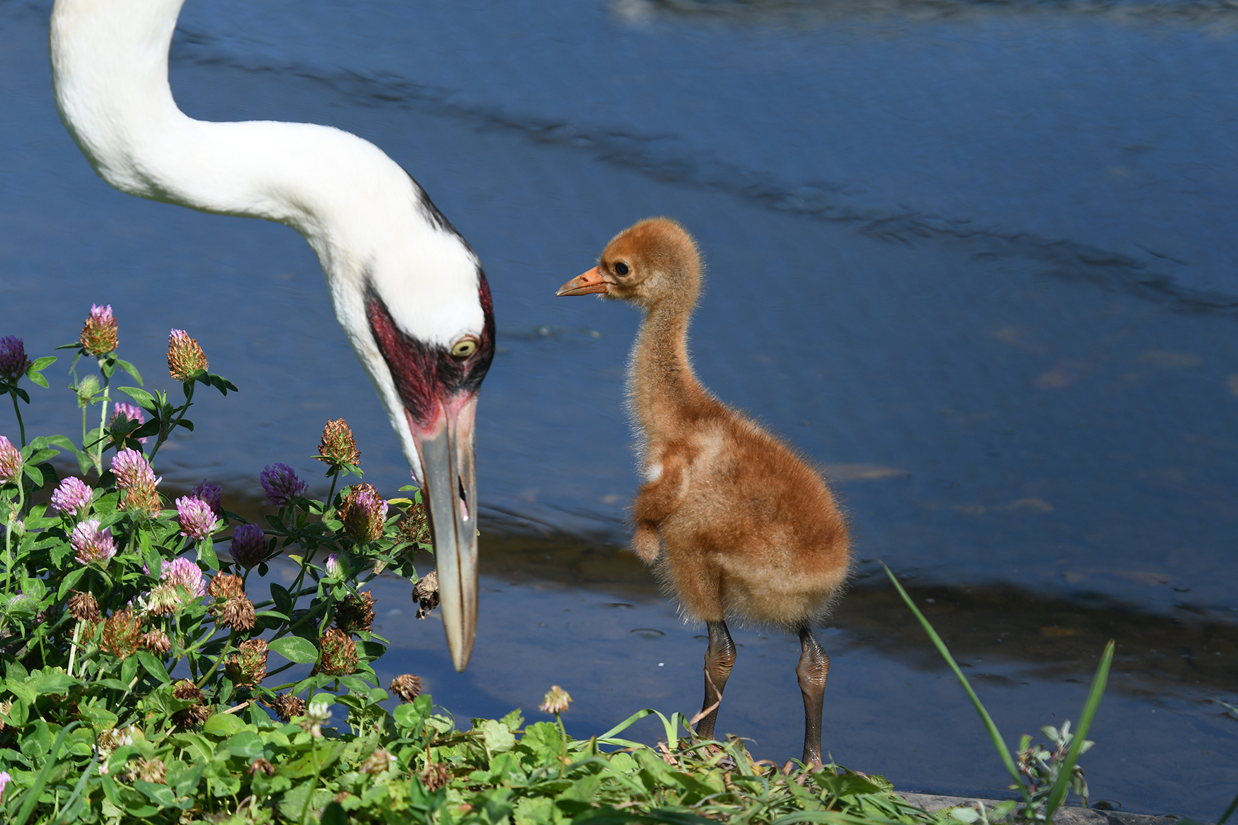 A whooping crane mother and her chick forage near the edge of their pool at the Smithsonian Conservation Biology Institute. Credit: Chris Crowe/Smithsonian A whooping crane mother and her chick forage near the edge of their pool at the Smithsonian Conservation Biology Institute. Credit: Chris Crowe/Smithsonian