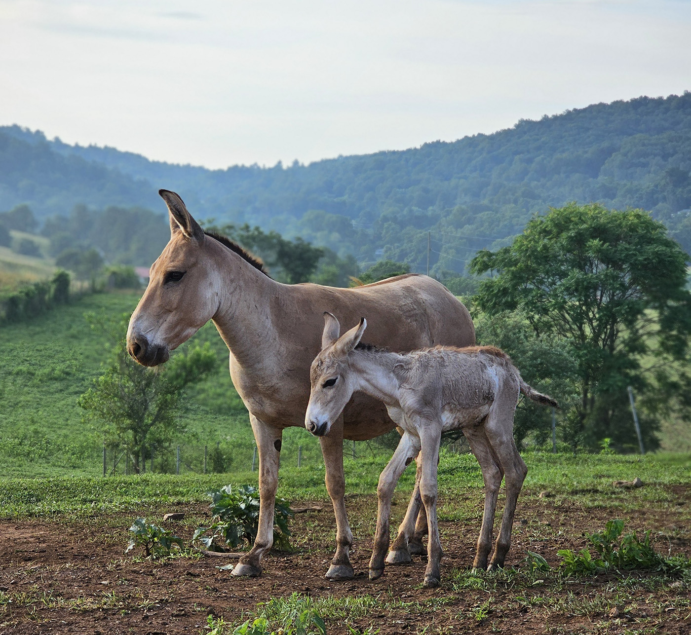 Persian onager mare Farah and her one-day-old colt in a grassy field with mountains in the background.