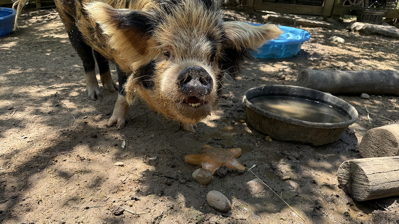 A pig with a star-shaped ice cake