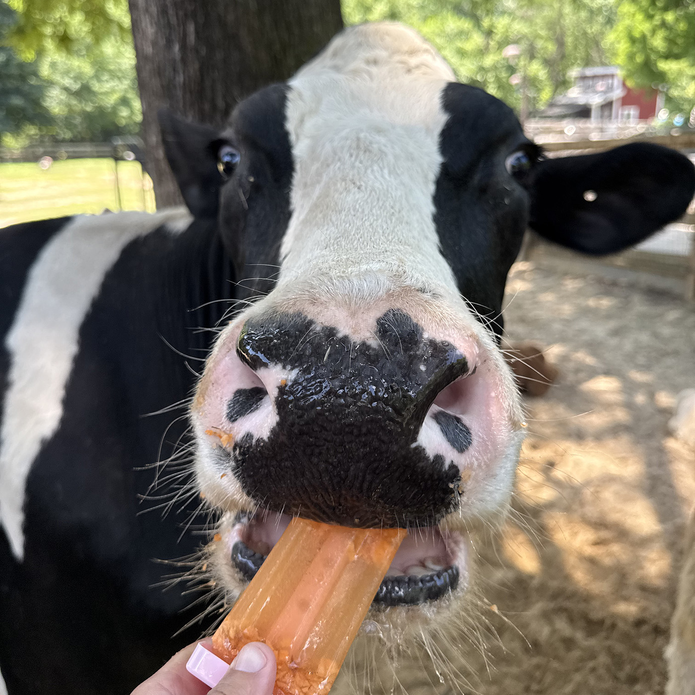A black and white cow eats a frozen veggie pop