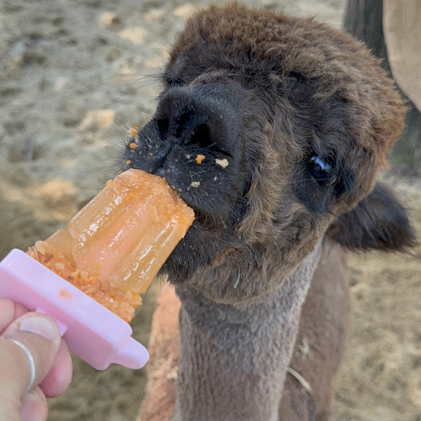 Brown alpaca eating a frozen veggie pop