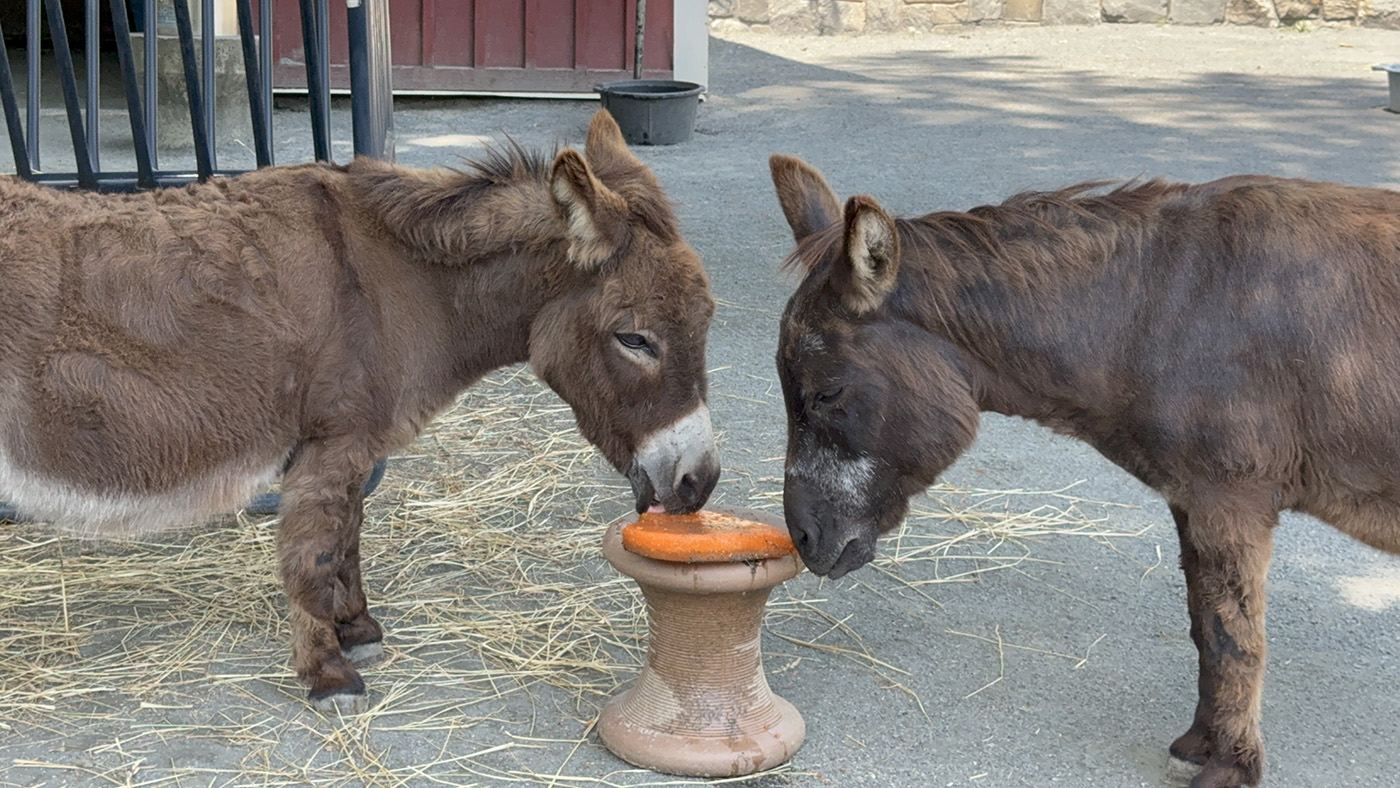 Two small brown donkeys eating an ice cake