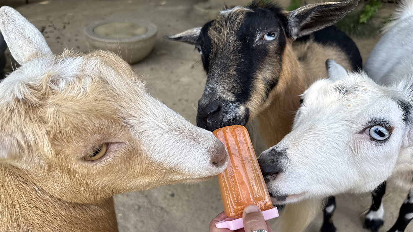 Three small goats share a veggie ice pop