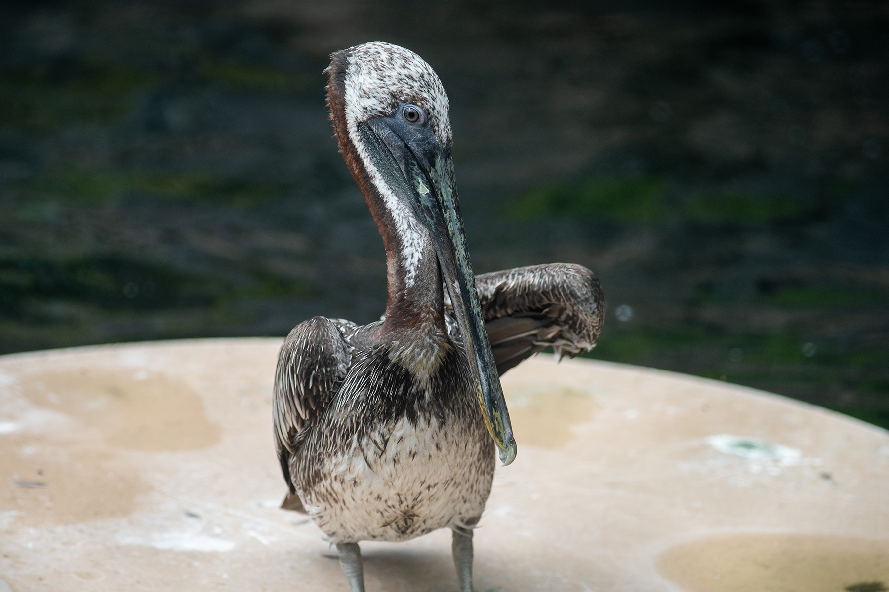 A brown pelican in its habitat at American Trail. Credit: Skip Brown/Smithsonian A brown pelican in its habitat at American Trail. Credit: Skip Brown/Smithsonian