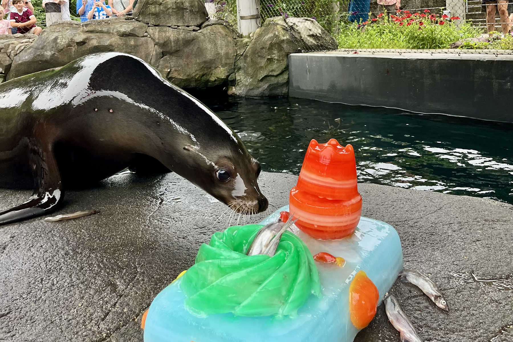 A sea lion enjoys a frozen birthday "cake" at American Trail. Credit: Erin Whatley/Smithsonian A sea lion enjoys a frozen birthday "cake" at American Trail. Credit: Erin Whatley/Smithsonian