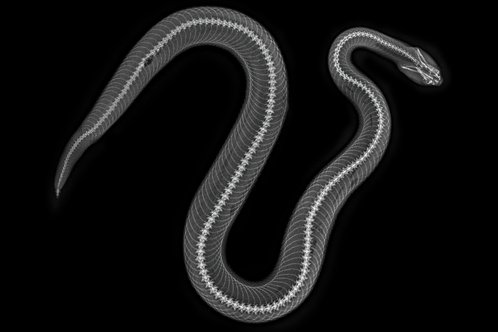 An x-ray view of a mexican lanceheaded rattlesnake's body