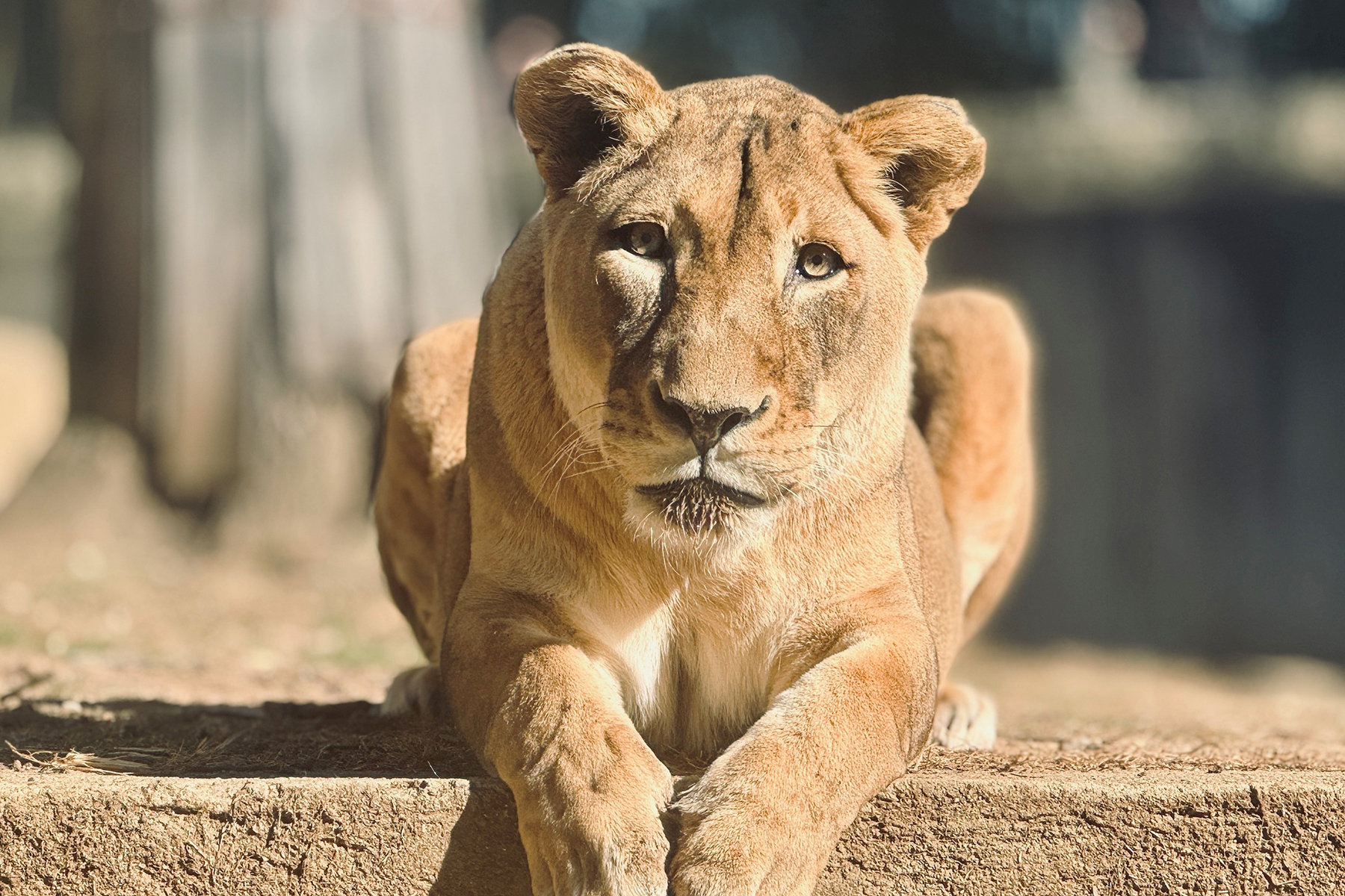 African lion Shera at the Great Cats habitat. Credit: Leigh Pitsko/Smithsonian African lion Shera at the Great Cats habitat. Credit: Leigh Pitsko/Smithsonian