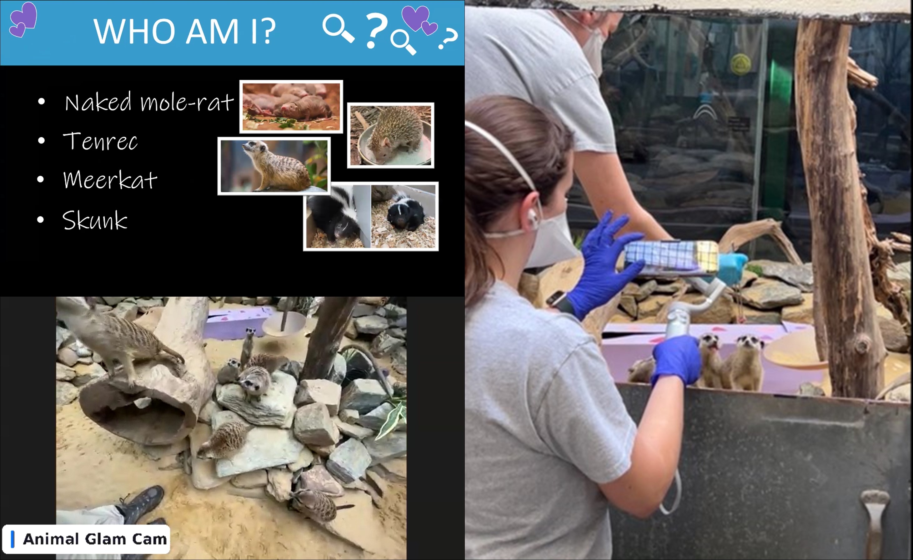 A picture of a virtual program taking place featuring meerkats