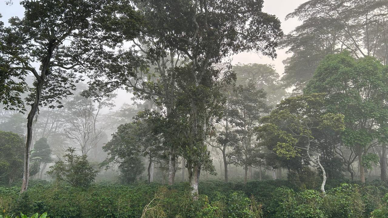 A coffee plantation with towering trees cloaked in mountain mist.