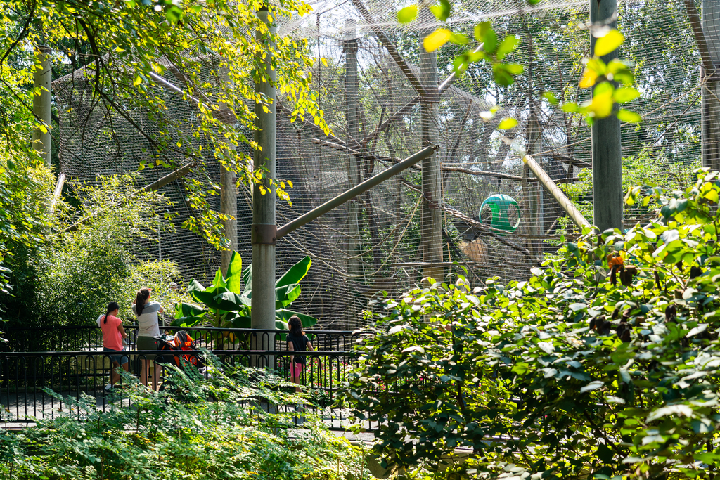 a family visits siamangs at Gibbon Ridge