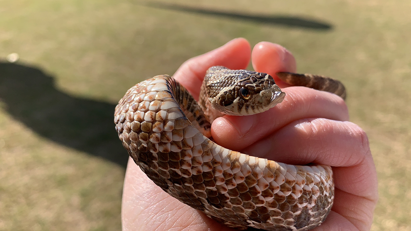 A hand holding a hognose snake