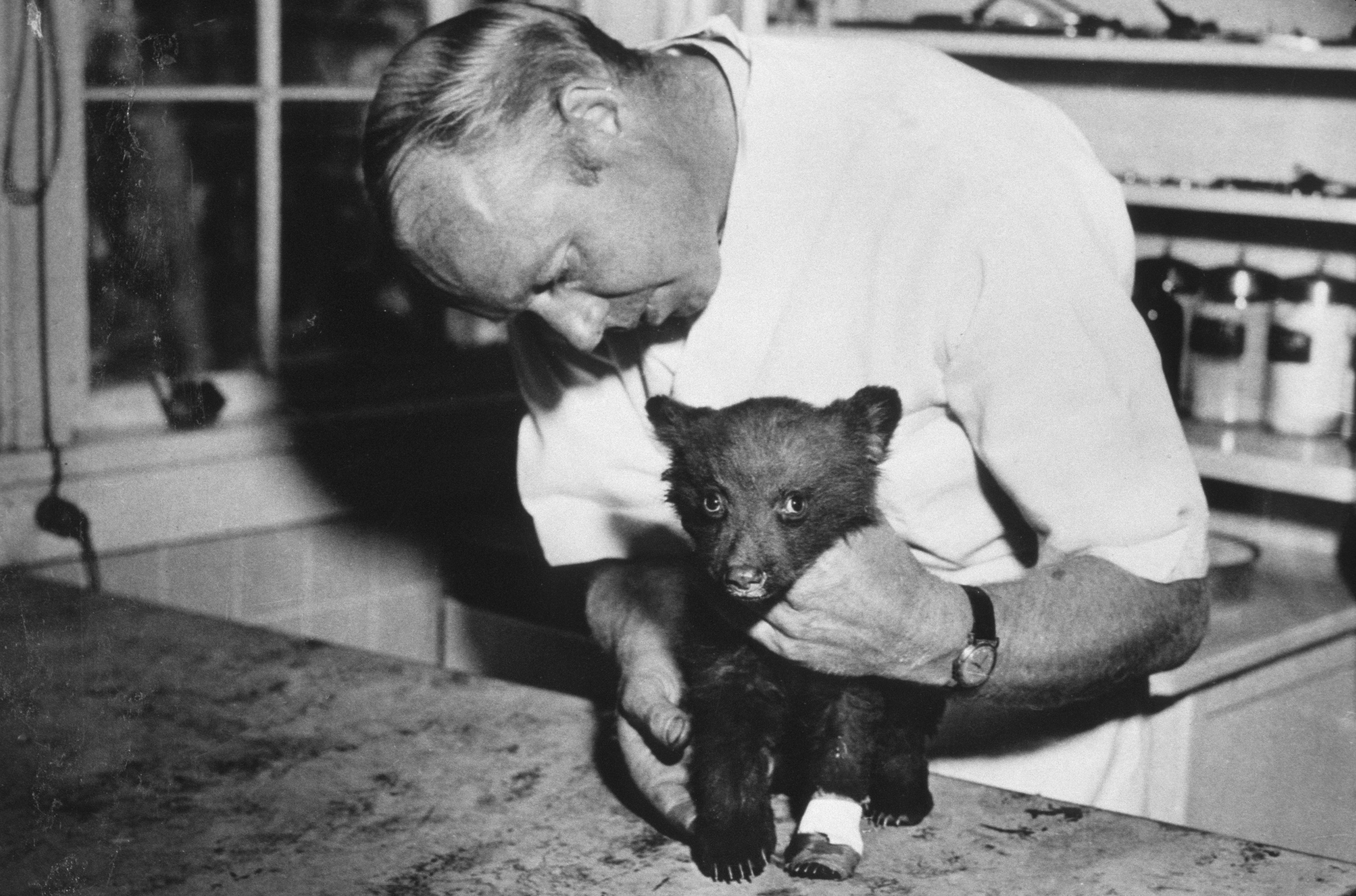 A veterinarian attends to a bear cub, nicknamed Smokey, that was injured in a wildfire. The cub has a bandage around one of its front paws