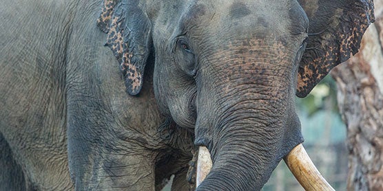 A close-up photo of an Asian elephant with big ears, a long trunk and large tusks in Myanmar