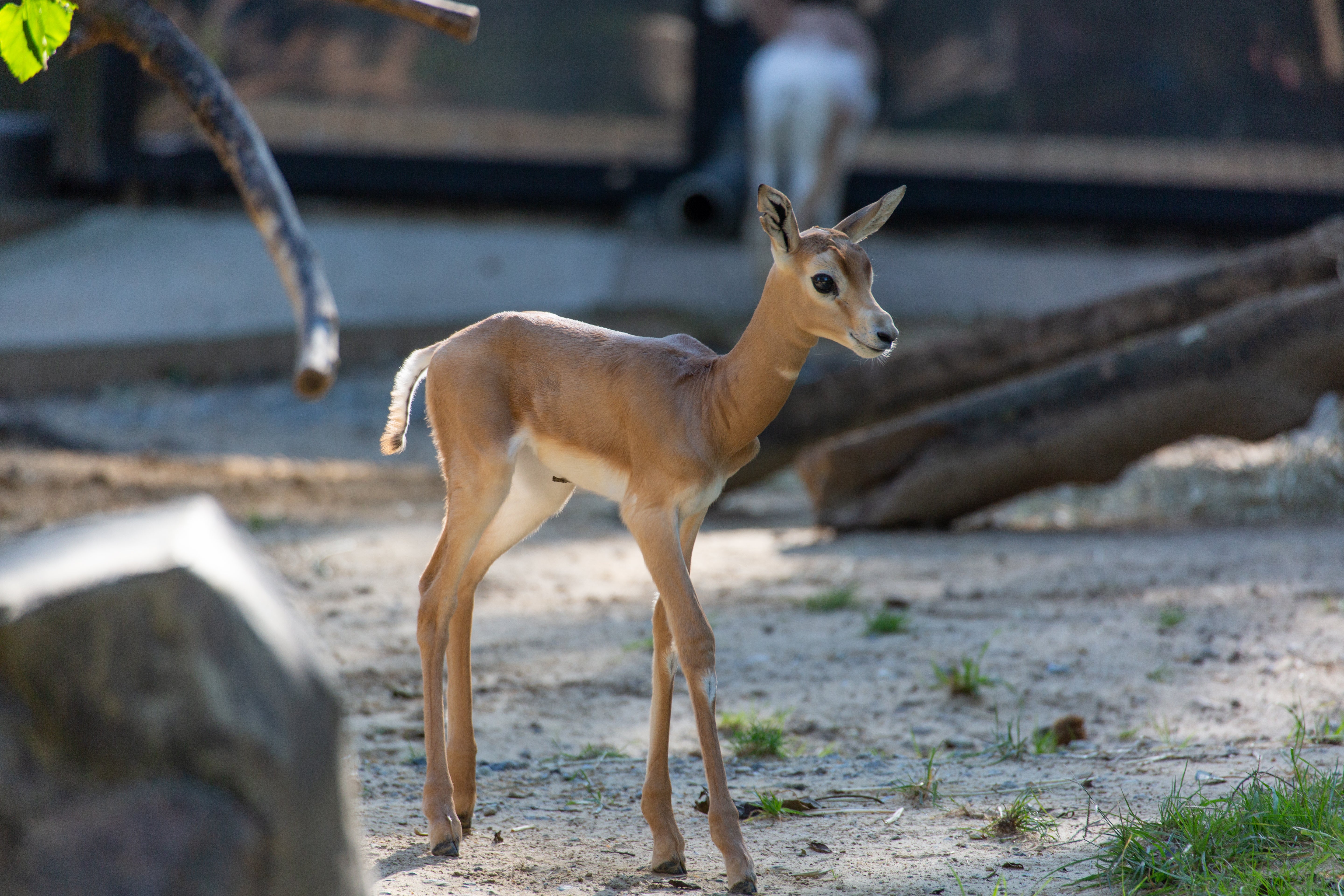 A young dama gazelle calf with brown fur, long legs, a slender body and a short tail stands in a sandy and grassy yard.