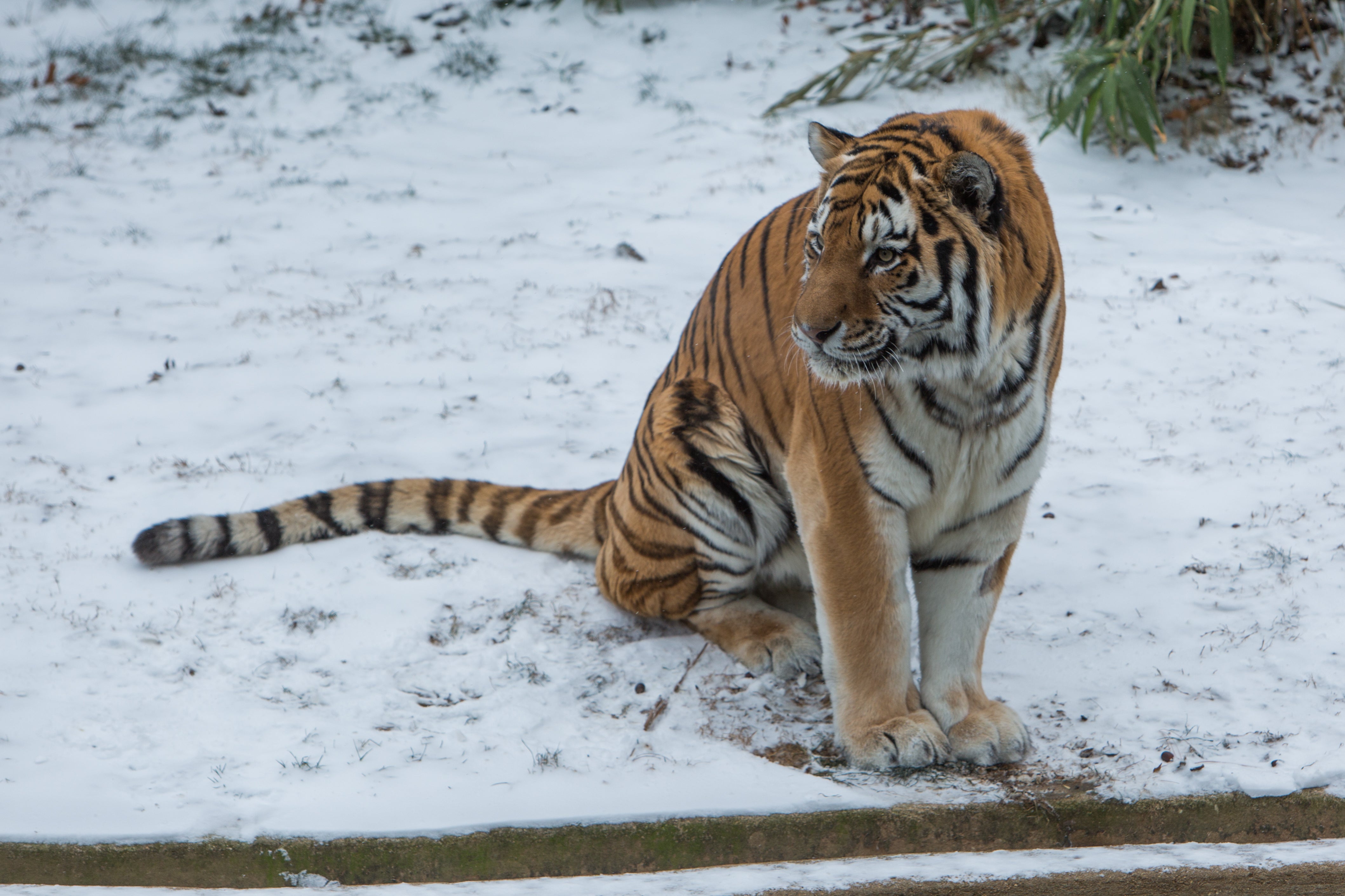 Amur tiger Pavel