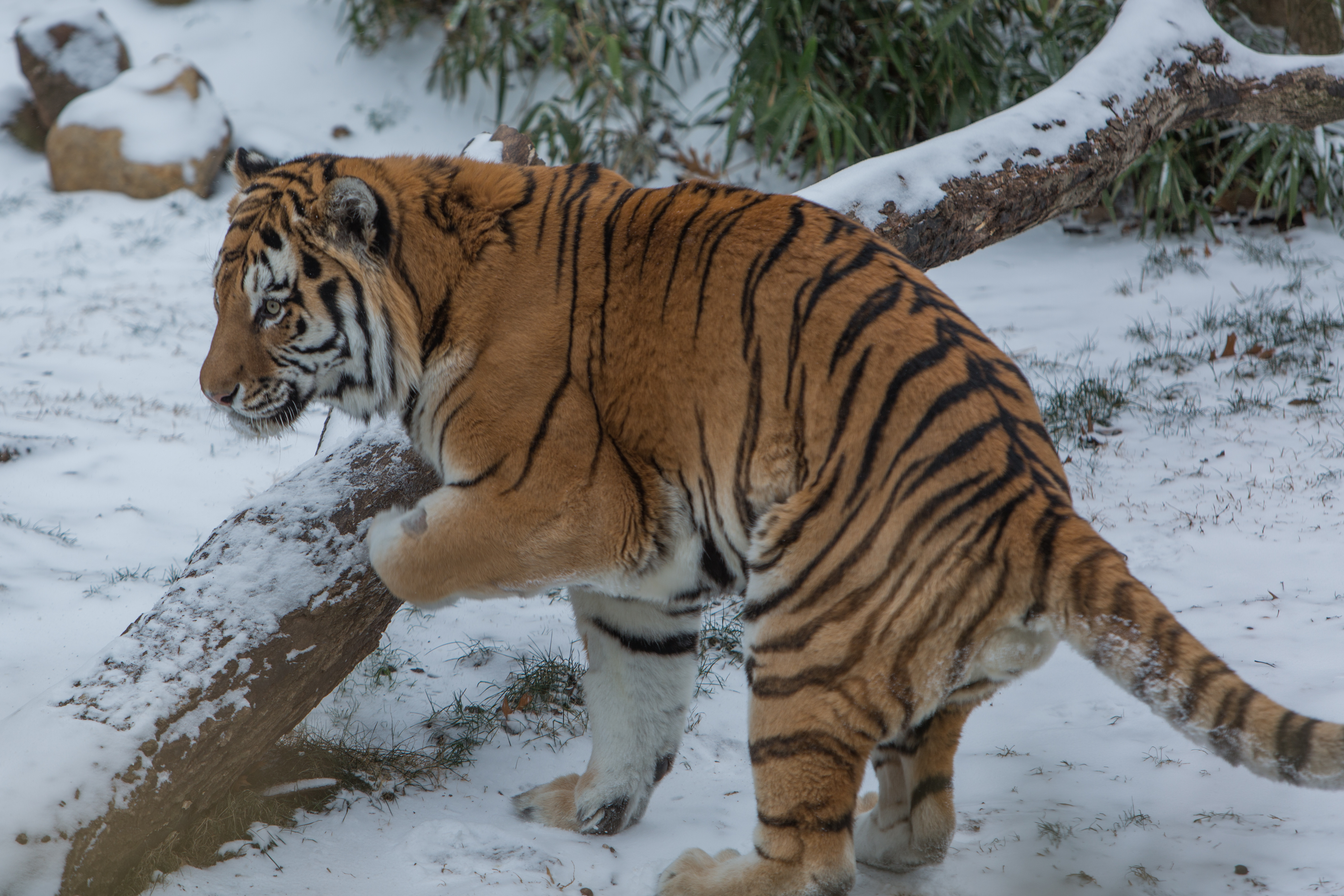 New At The Zoo Amur Tiger Smithsonian S National Zoo