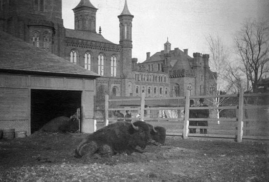 bison in front of Smithsonian castle