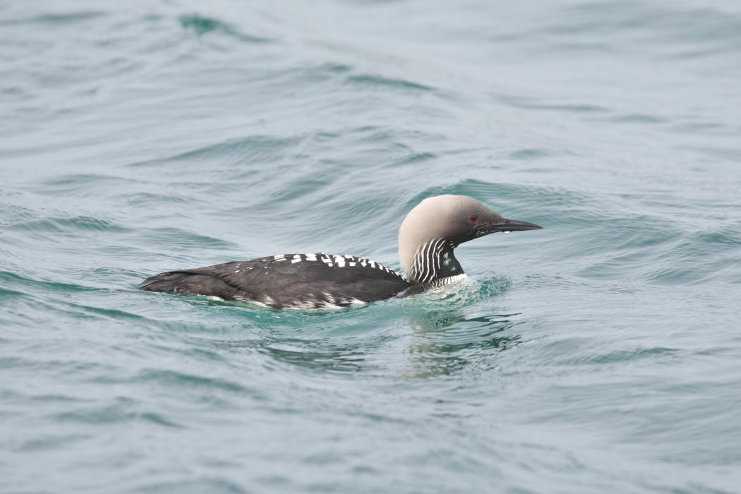 A duck-like bird, called a Pacific loon, swimming through clear water. The bird has dark feathers with white stripes, red eyes, a light gray head and a pointed bill.