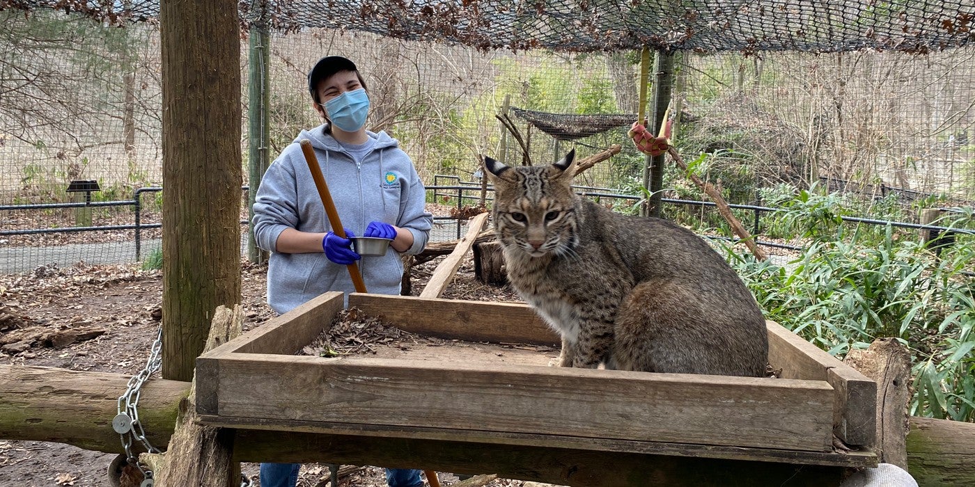 How to Care for Bobcats | Smithsonian's National Zoo