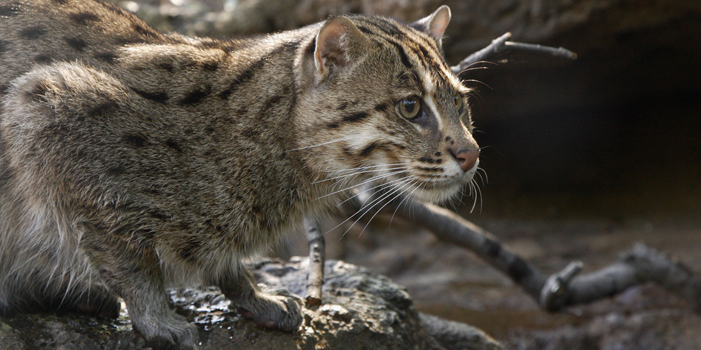 asian fishing cat