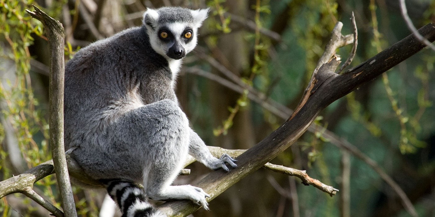 Ring-tailed lemur | Smithsonian's National Zoo