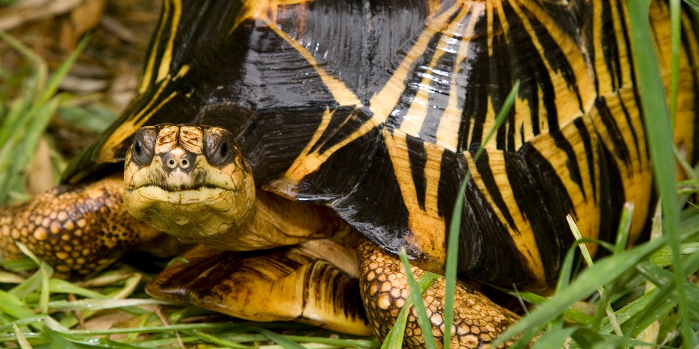 Radiated tortoise | Smithsonian's National Zoo