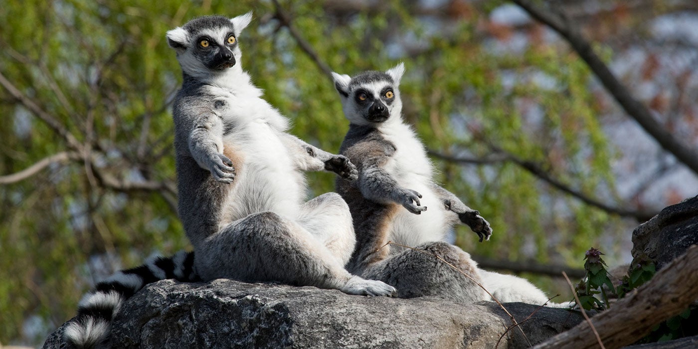 zout Menagerry voordeel Ring-tailed lemur | Smithsonian's National Zoo
