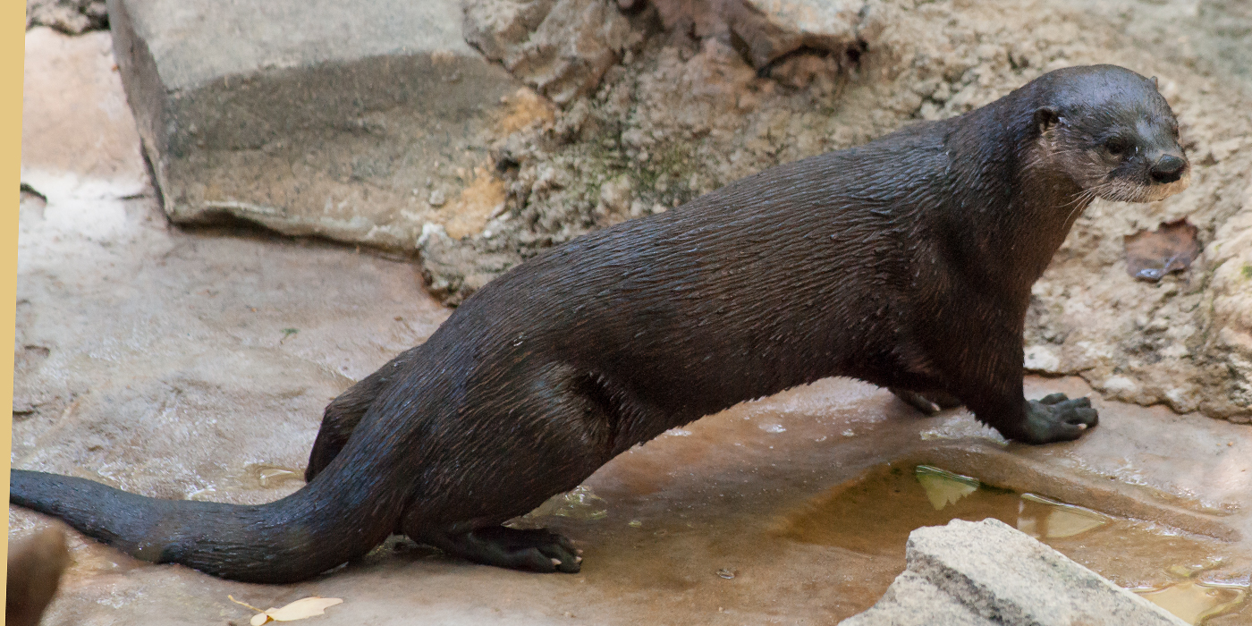 North American river otter | Smithsonian's National Zoo and