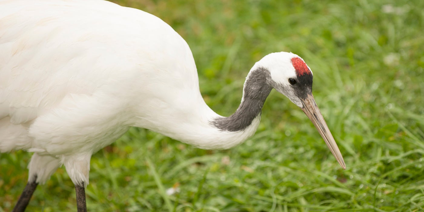 Red-crowned crane | Smithsonian's National Zoo