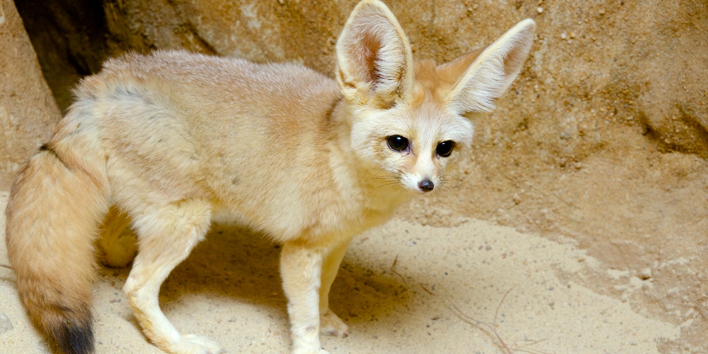 Fennec fox | Smithsonian's National Zoo