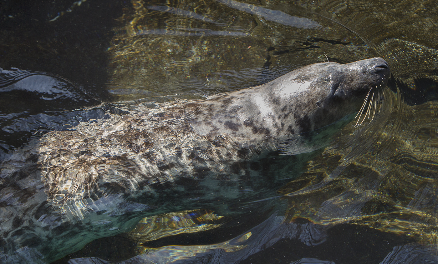 Seals: Diet, habitat, behaviour, and conservation