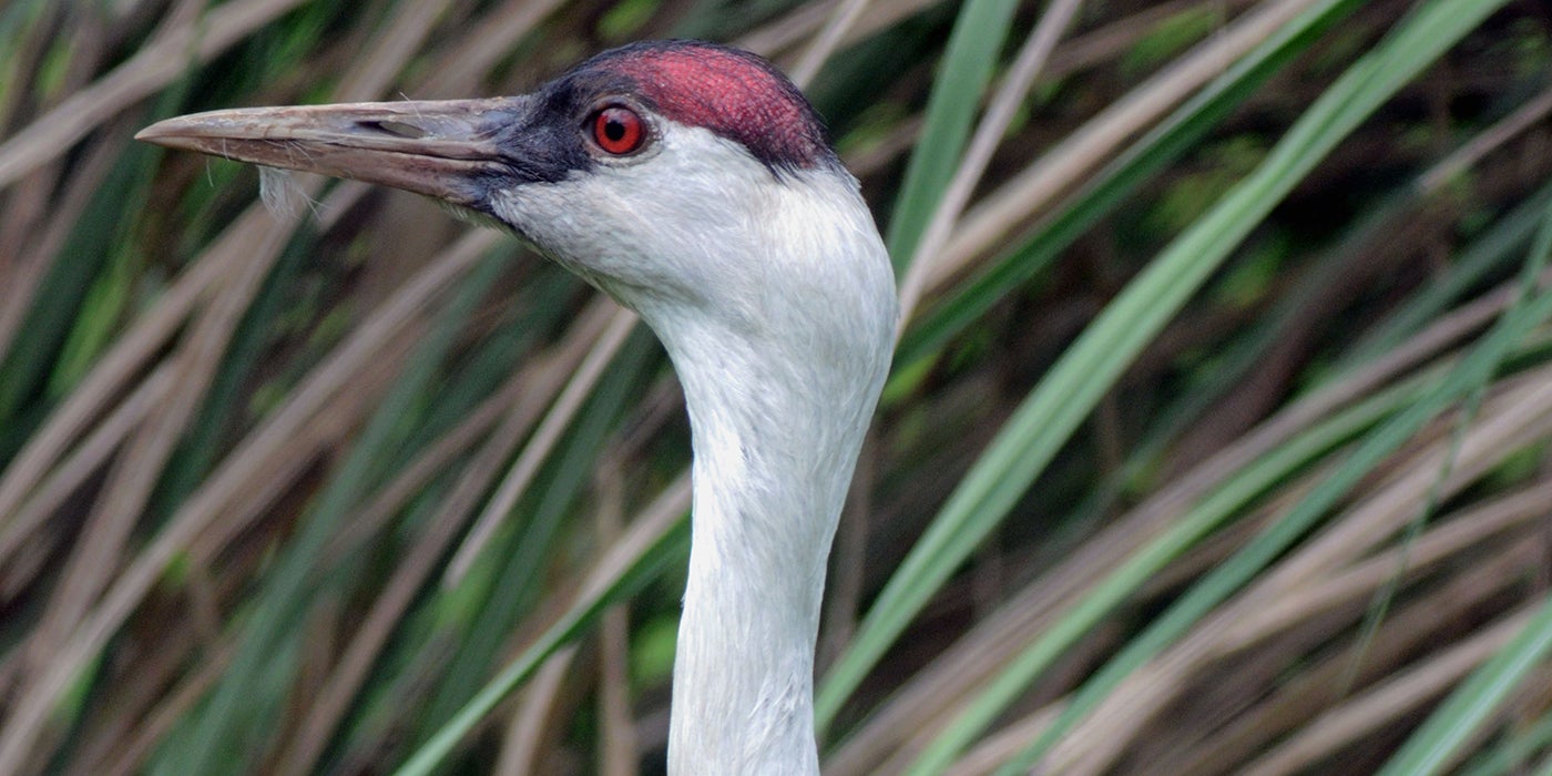 Hooded crane | Smithsonian's National Zoo