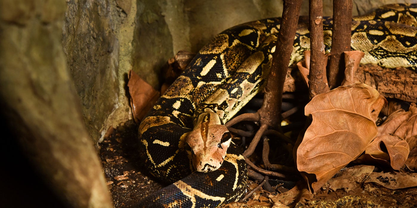 Boa constrictor | Smithsonian's National Zoo