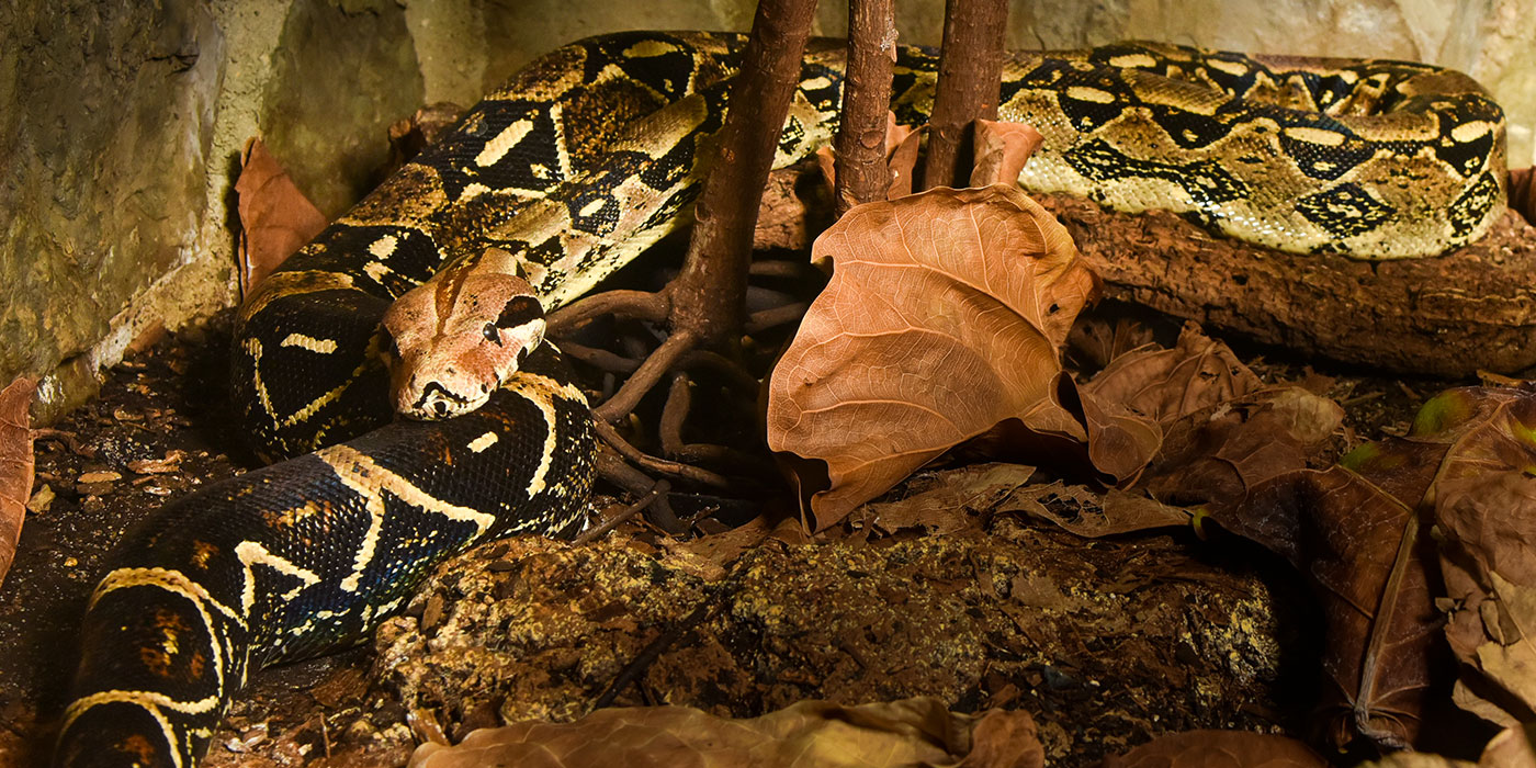 boa constrictor snake eating giant frog