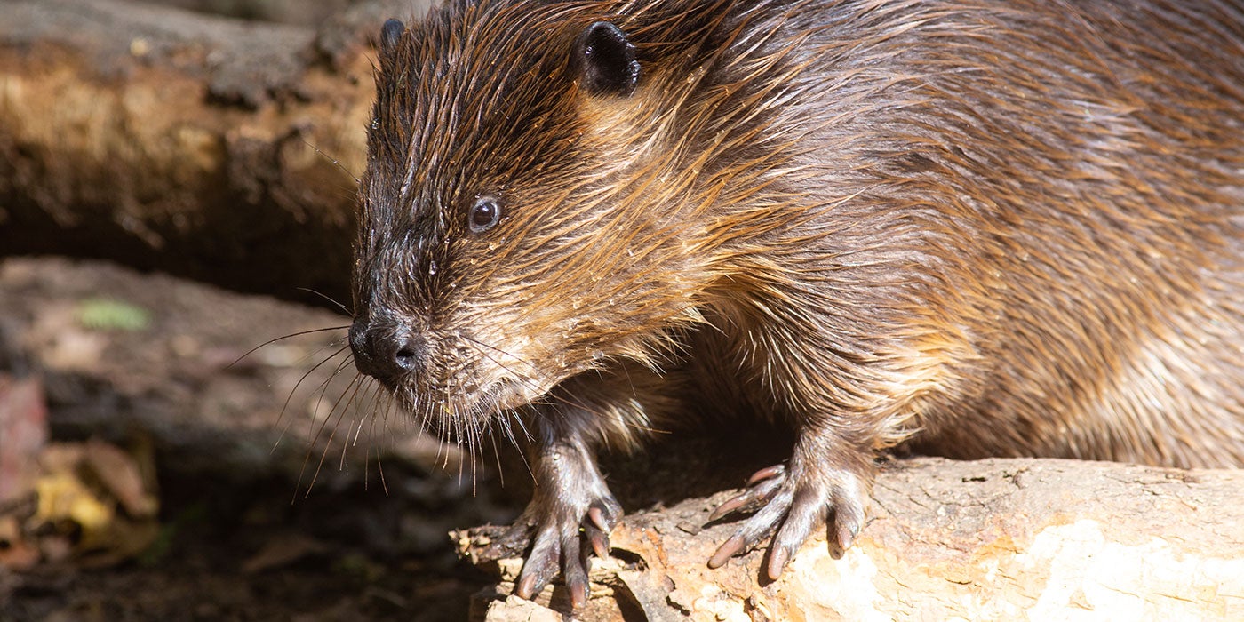 Beaver | Smithsonian's National Zoo