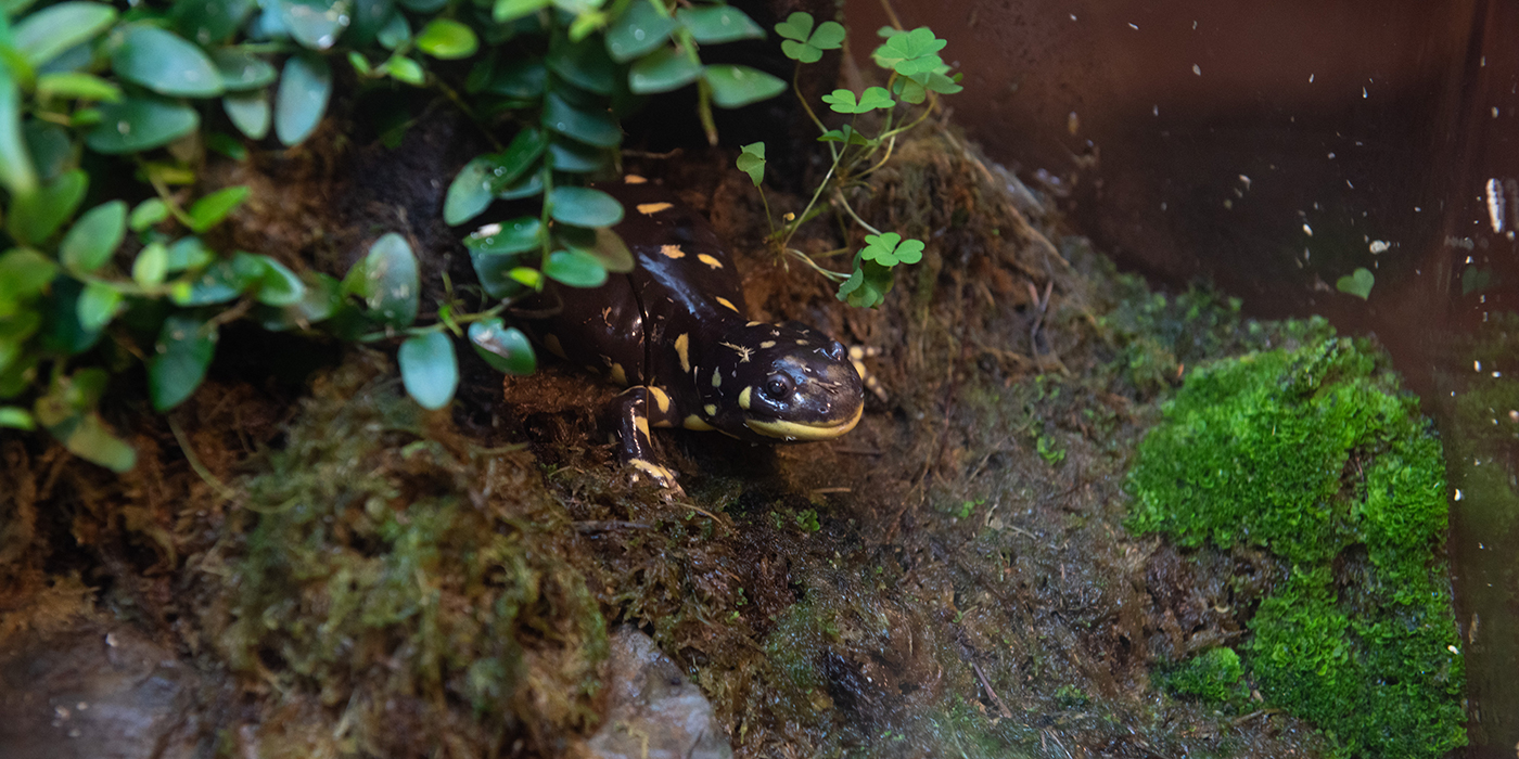 Barred Tiger Salamander Smithsonian S National Zoo