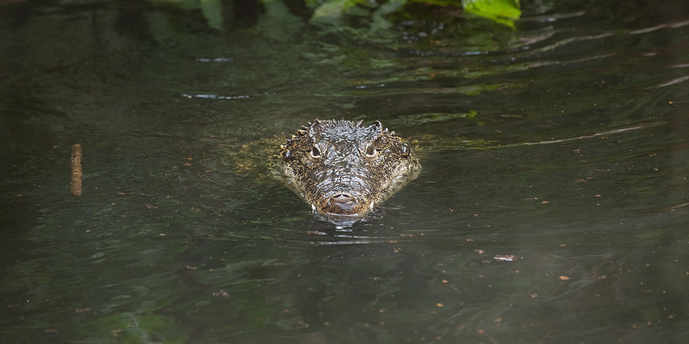 Endangered Cuban crocodile found dead at National Zoo