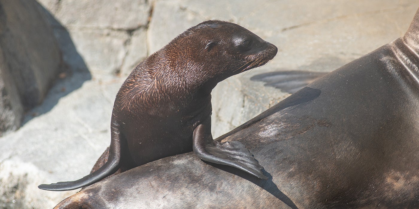 A California sea lion pup with sleek, wet fur rests its front flippers on its mom's back