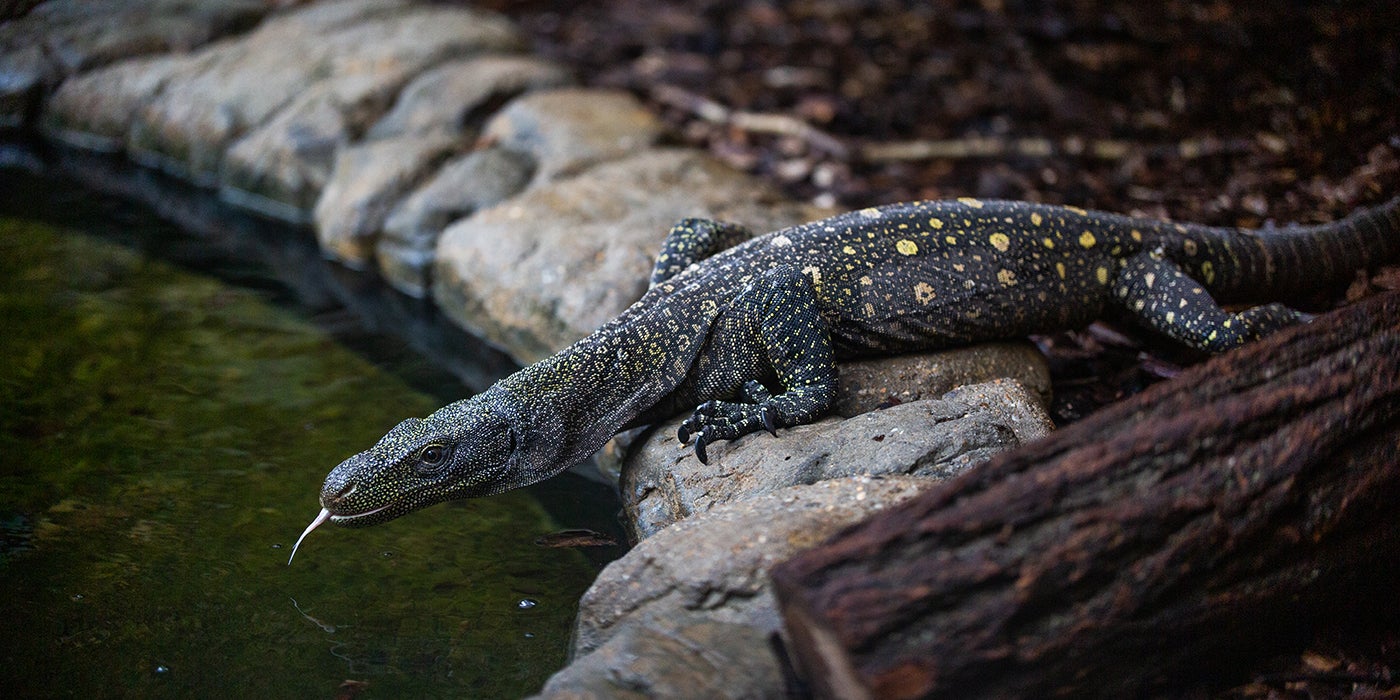 Crocodile Monitor | Smithsonian's National Zoo