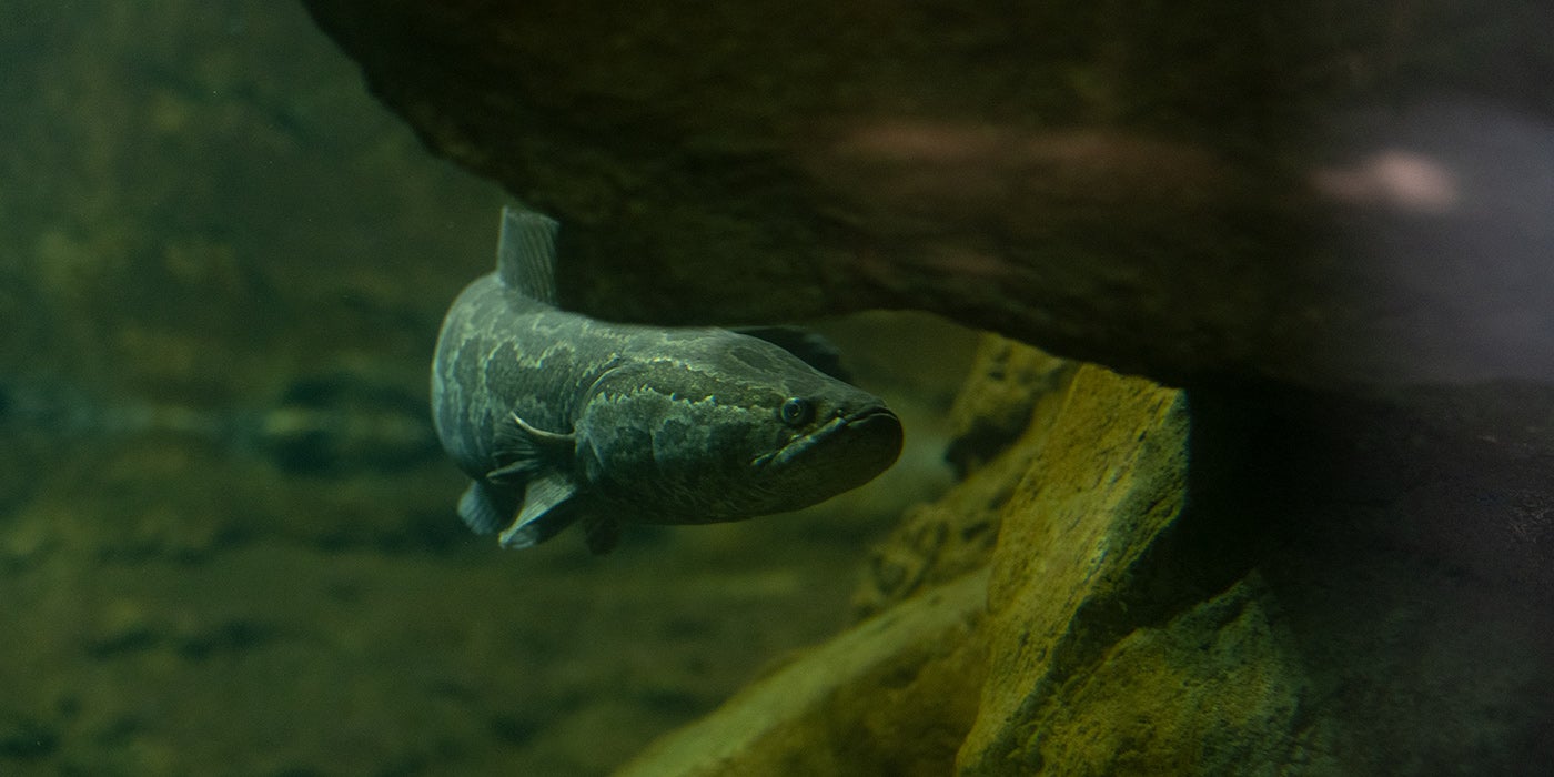 Northern snakehead fish | Smithsonian's National Zoo