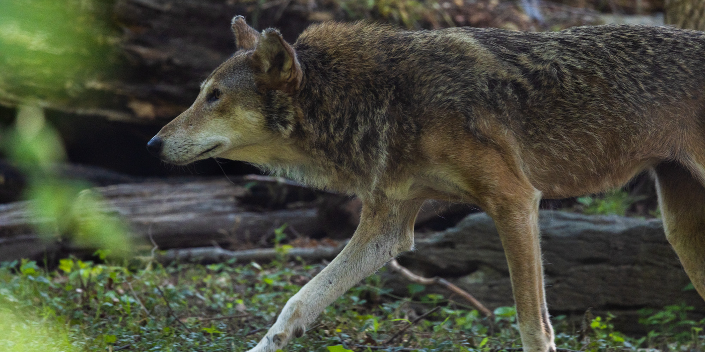 red-wolf-smithsonian-s-national-zoo