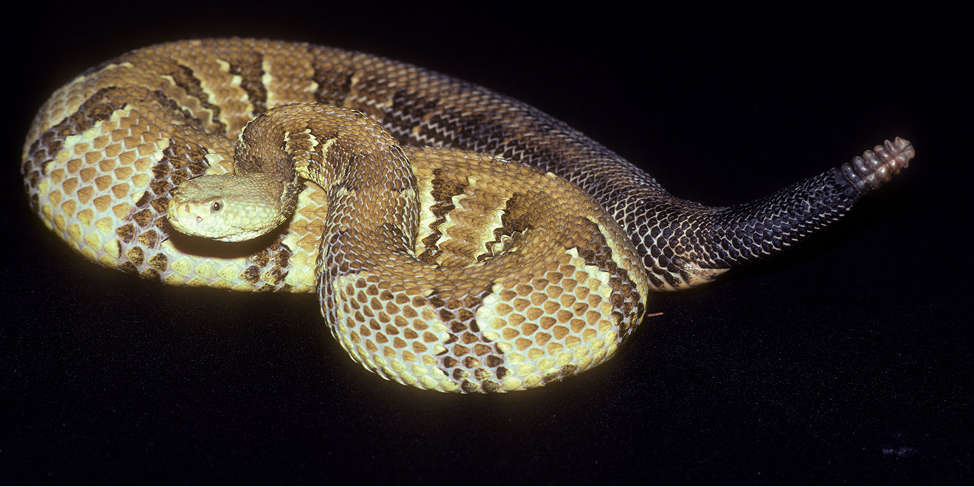 Hair-Raising Video Captures Two Huge Venomous Snakes Fighting