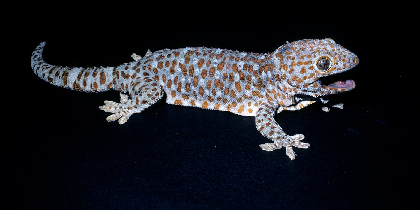 Tokay Gecko Lizard Gekko gecko Skull FAST FROM USA 