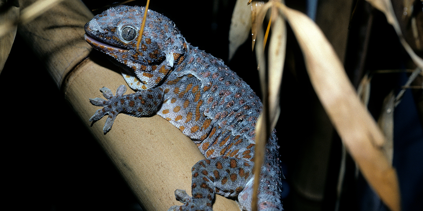 Tokay Gecko family in Cambodia, I always thought they were solitary  animals. : r/geckos