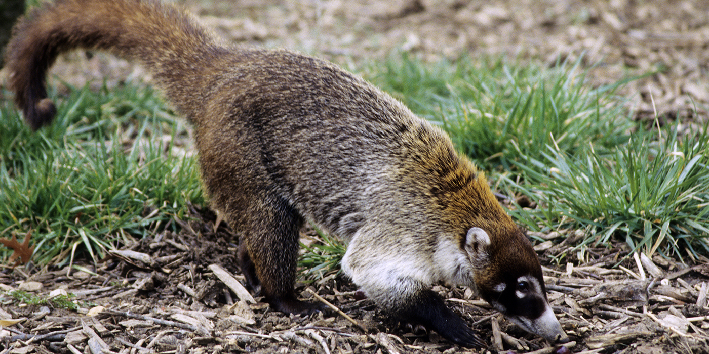 White-nosed coati | Smithsonian's National Zoo