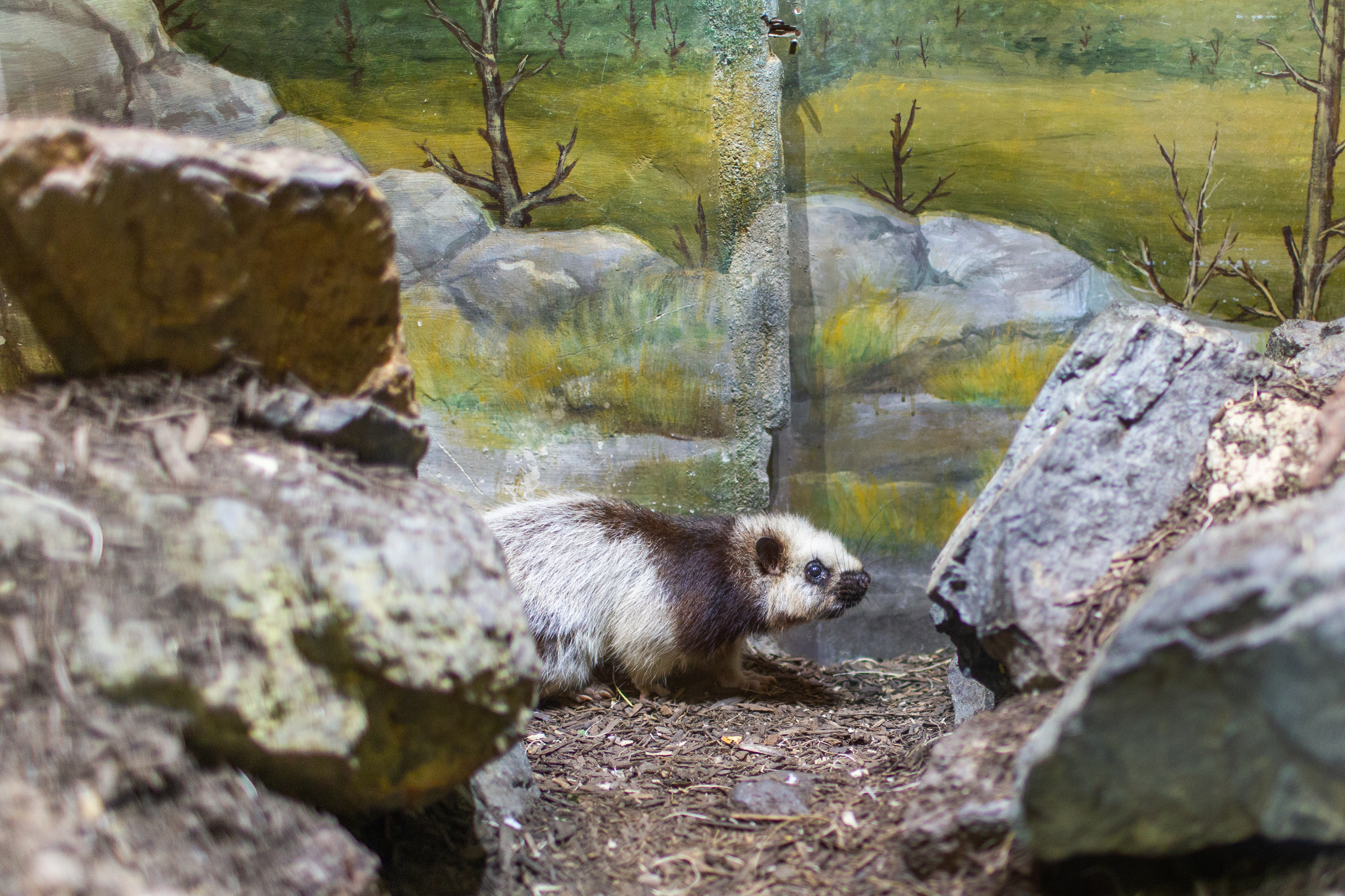 Northern Luzon Giant Cloud Rat Smithsonian S National Zoo